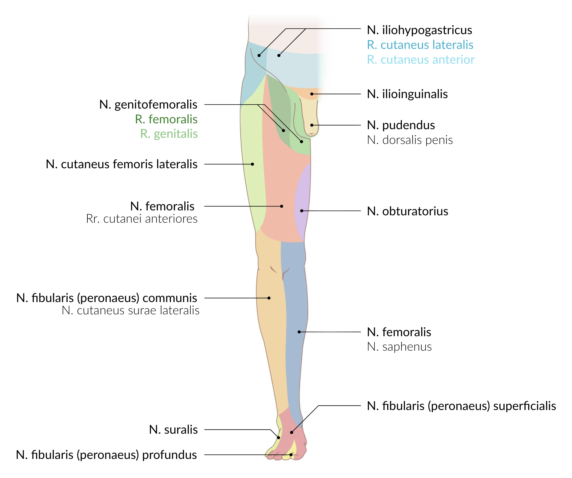 <p>A. Lateral femoral cutaneous nerve (N. cutaneus femoris lateralis)</p>