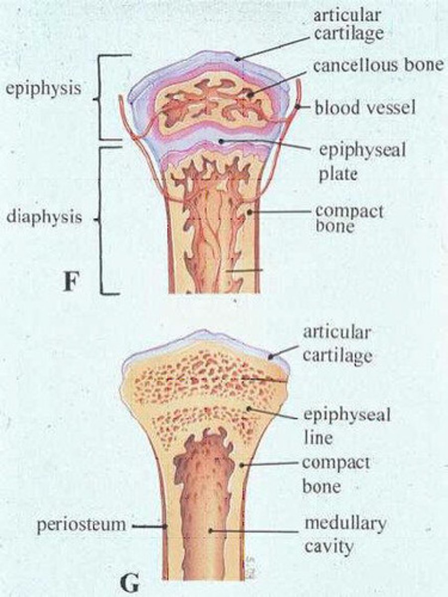 <p>growth plates that intervene between the diaphysis and epiphyses</p>