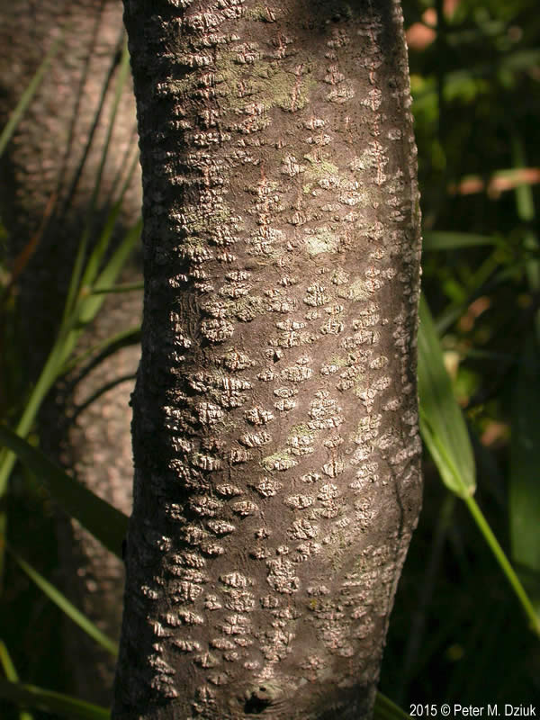 <p>speckled alder, Alnus incana, Betulaceae</p>