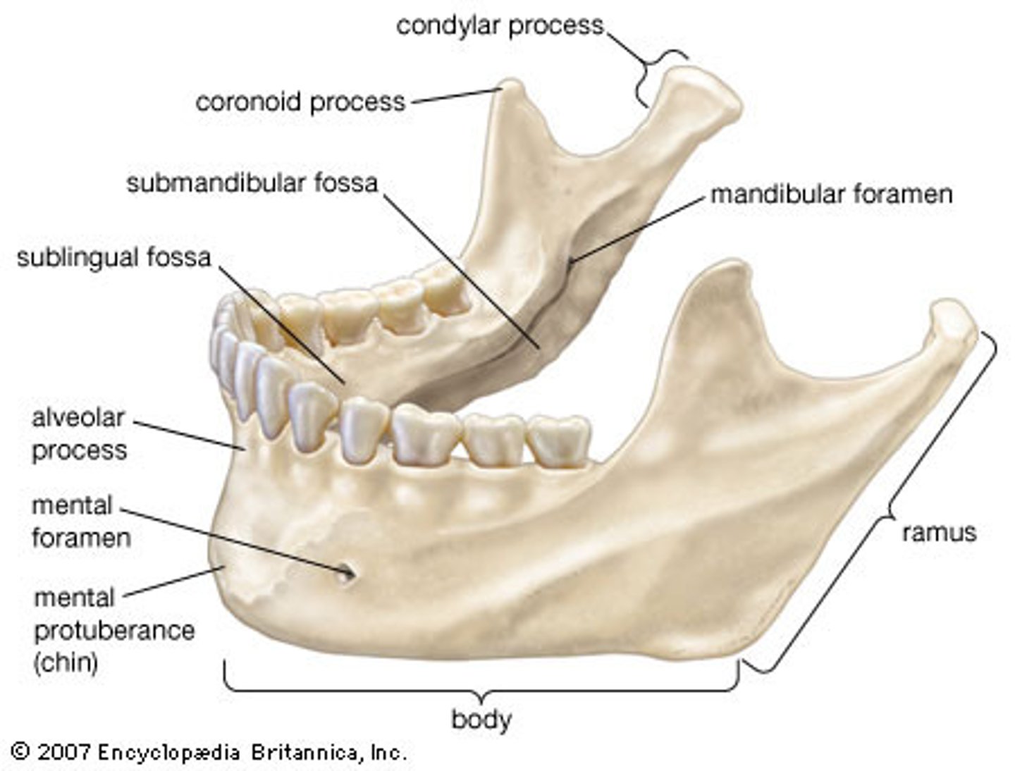 <p>• Ramus</p><p>• Coronoid process</p><p>• Condylar process</p><p>• Tempomandibular joint</p><p>• Body</p><p>• Mental protuberance</p><p>• Lower teeth</p>