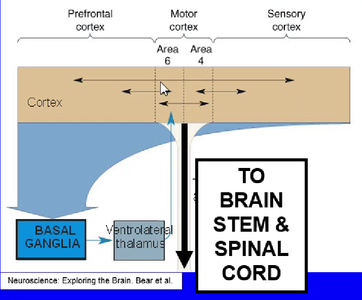 <ul><li><p>integrates motor and sensory information from the cortex </p></li><li><p>relays back to the cortex via thalamus </p></li><li><p>motor circuit output to premotor/SMA cortex</p></li><li><p>selection and initiation of voluntary movement </p></li></ul><p>basal ganglia —>ventrolateral thalamus—>motor cortex—>brainstem + SC</p>