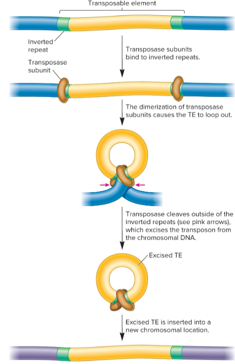 <ul><li><p>catalyzes transposition event, removal of a TE and its reinsertion at another location</p></li><li><p>recognizes inverted repeats at ends of TE and brings them close together</p></li></ul><p></p>
