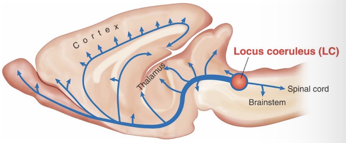<p>Originate in the locus coeruleus (LC) and plays a key role in alertness. Sends widespread projections (to brainstem, spinal cord, thalamus, cortex) that release norepinephrine from axon terminals.</p>