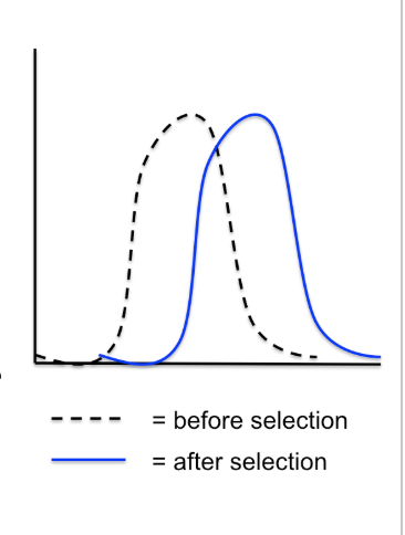 <p>Directional Selection (Extreme) </p>