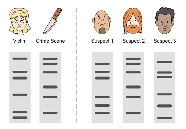 <p>Based on DNA evidence, who did it?</p>