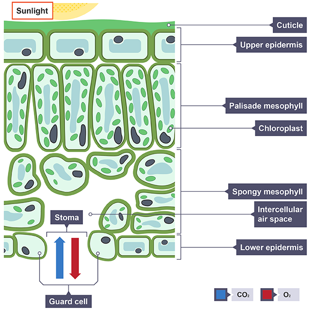 <ul><li><p>Cuticle</p></li><li><p>Upper epidermis</p></li><li><p>Palisade mesophyll</p></li><li><p>Chloroplast</p></li><li><p>Spongy mesophyll</p></li><li><p>Intercellular air space</p></li><li><p>Lower epidermis</p></li><li><p>Stomata</p></li><li><p>Guard cell</p></li></ul><p></p>