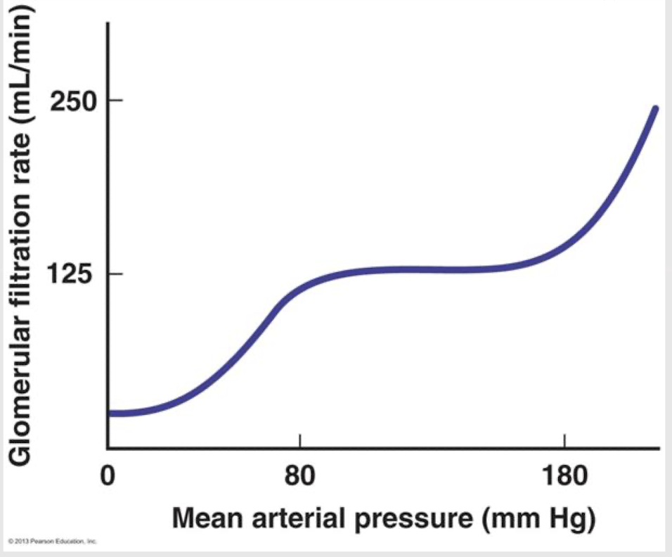 <p>The ______ in this graph shows that the body doesn’t need to ______ more for GFR for ________ __________ in BP. </p>