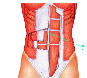 <p><span>Identify the indicated structure.</span></p>