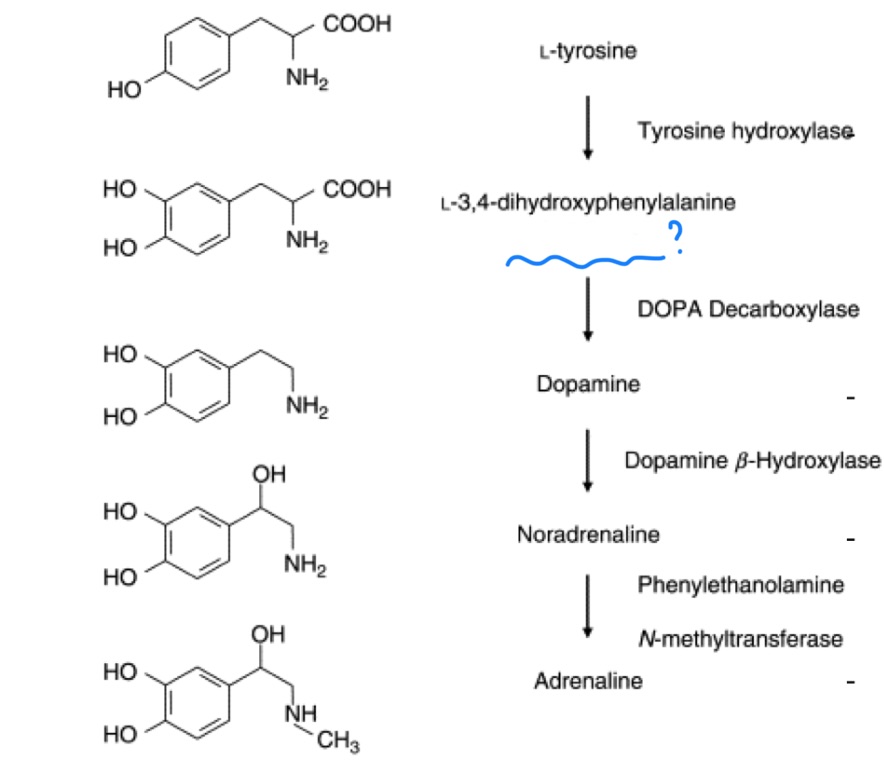<p>precursor for dopamine called?</p>