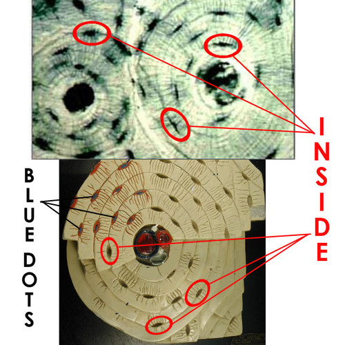 <p>Name the dots inside the circled structures</p>