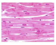 <p>ID the specific tissue type w/ anatomical justifications.</p>