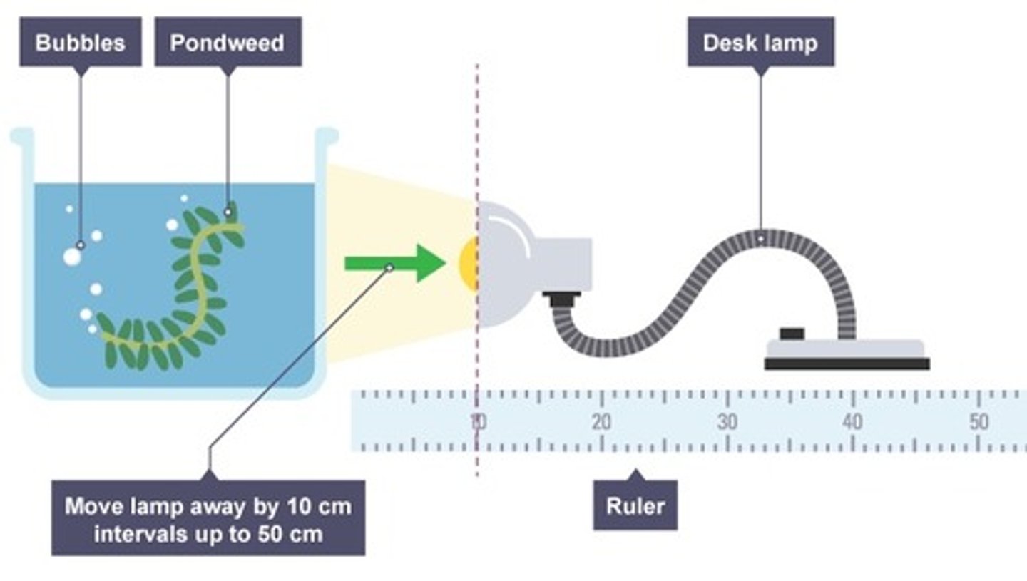 <p>closer=greater light intensity=increase the rate of photosynthesis</p>