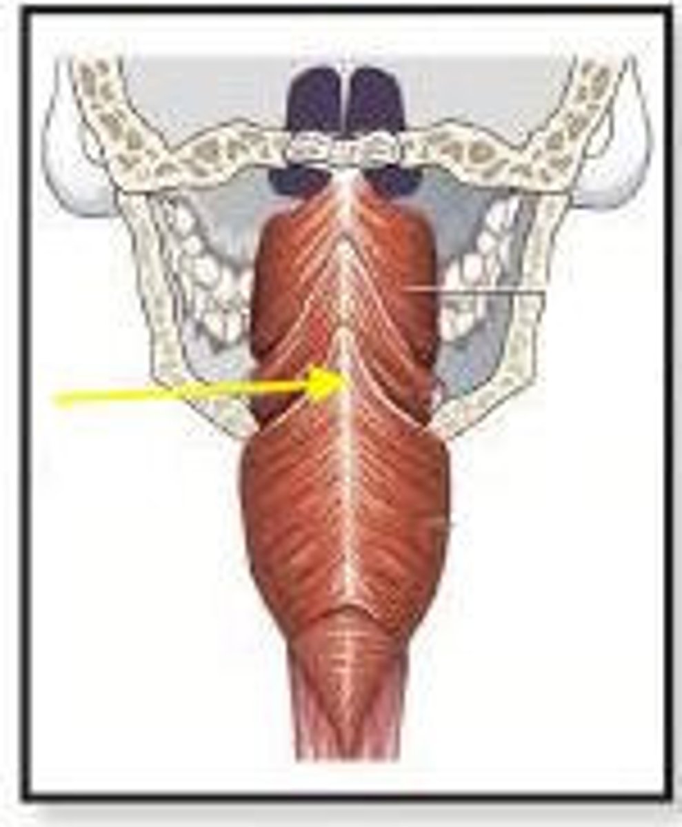 <p>Posterior midline attachment for the constrictors</p>