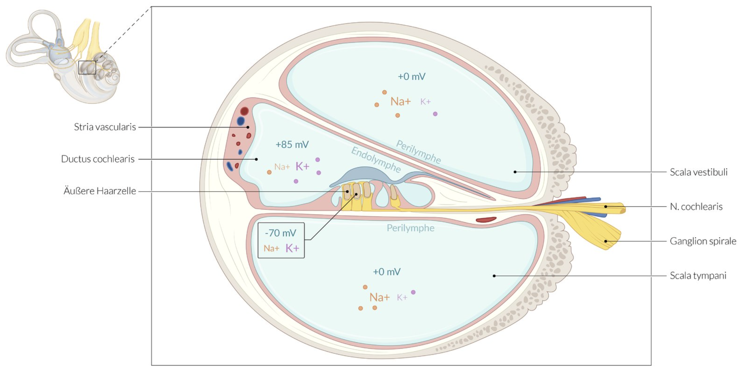<p>D. The marginal cells receive K⁺ ions via recirculation through gap junctions.</p>