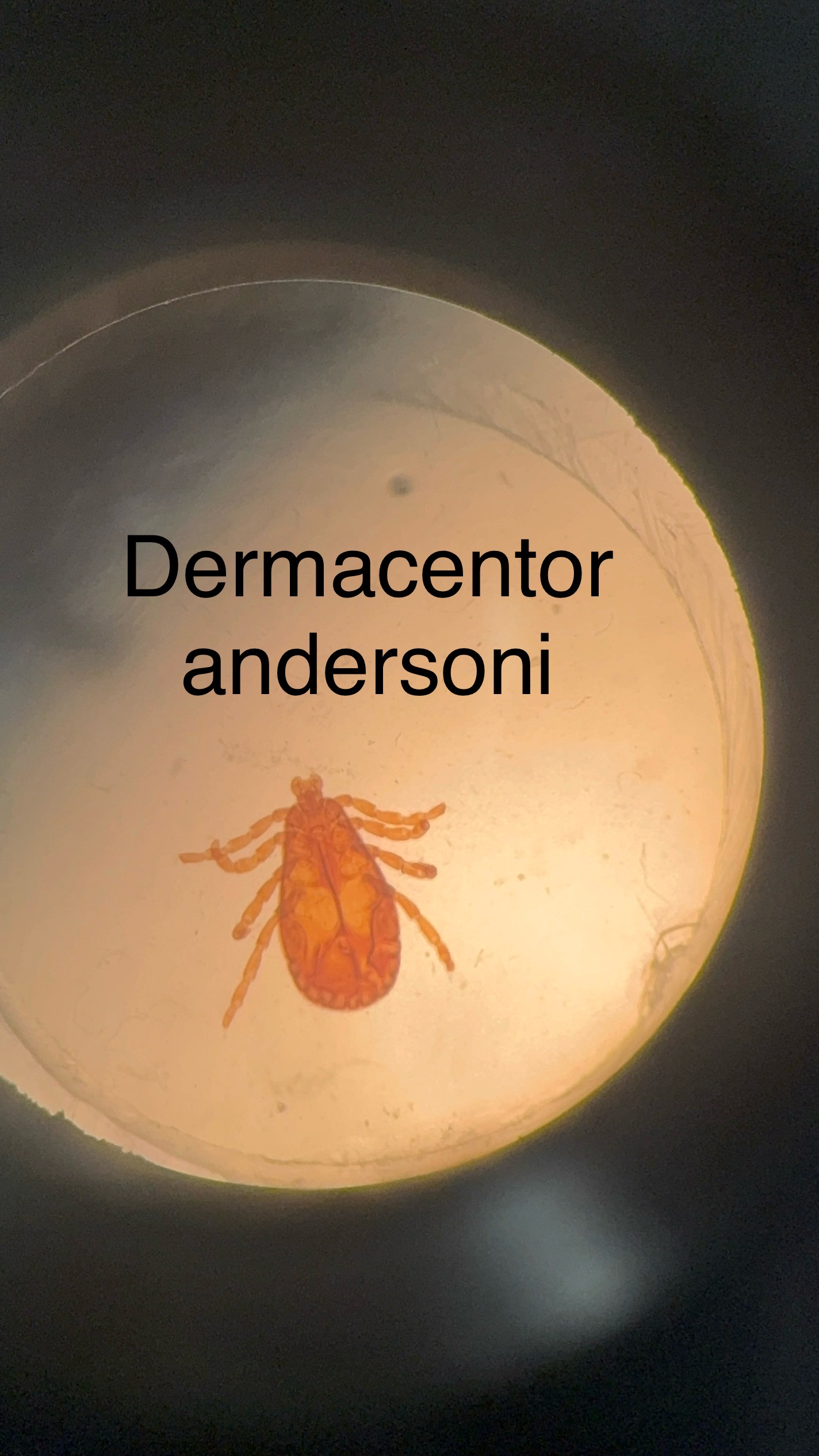 <p>Domain: Eukarya</p><p>Kingdom: Animalia</p><p>Phylum: Arthropoda</p><p>Genus: Dermacentor</p><p>Species: andersoni</p><p>Ectoparasite</p><p>Dermacentor andersoni Is the vector for bacterial pathogen Rickettsia rickettsii causing the disease “Rocky Mountain Spotted Fever”</p>