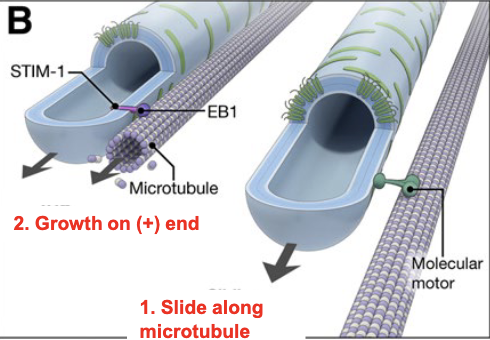 <p>growing tubules slide along microtubules via motor proteins until the end, and grow with the growing (+) end of the microtubule</p>