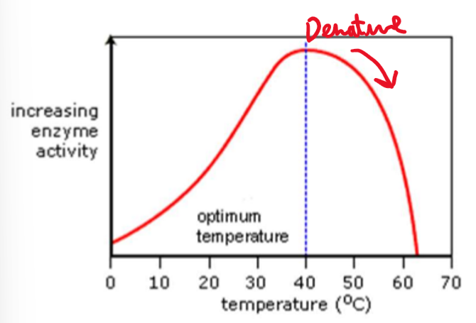 <p>At low temperatures enzymes will work slowly as there is not enough energy.</p><p>At very high temperatures, the enzymes will become denature as the active sites become deformed.</p>