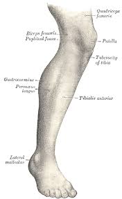<p>leg</p>