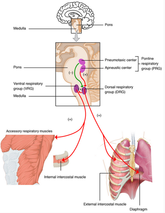 <p>medulla oblongata</p>