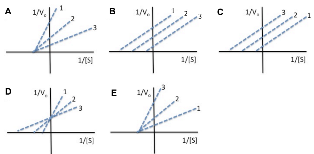 <p>For an enzyme-catalyzed reaction, double-reciprocal plots were determined for three concentrations of a non-competitive inhibitor. Line one represents the highest inhibitor concentration, whereas line three represents the lowest inhibitor concentration. Which of the following sets of curves would you expect to be generated?</p>