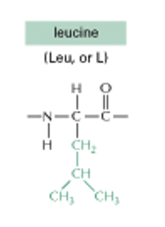 <p>Leucine (CH2, CH, CH3 LEFT RIGHT)</p><p>(NONPOLAR SIDE CHAINS)</p>