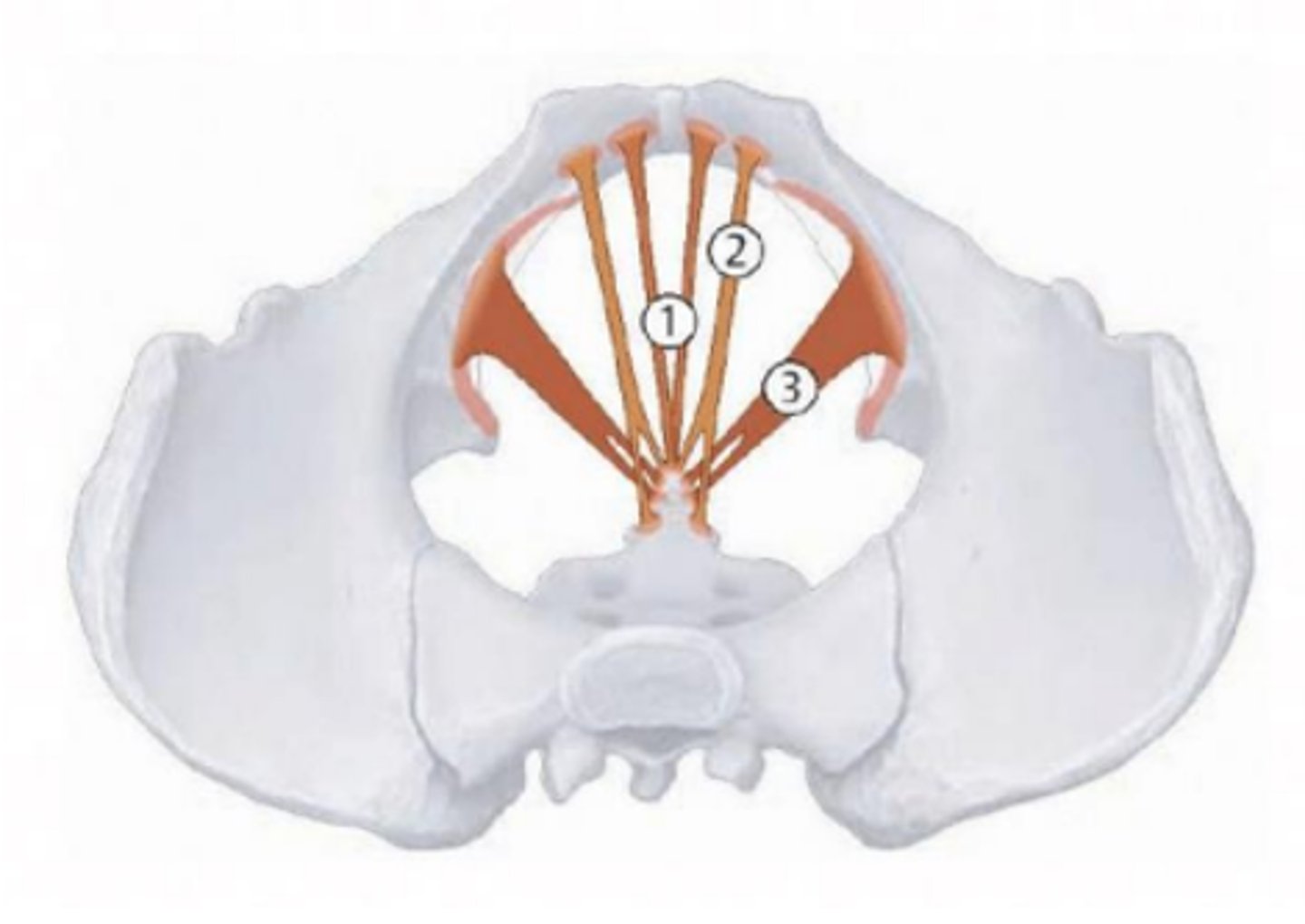<p>welke spieren het diaphragma pelvis worden hier aangeduid</p>