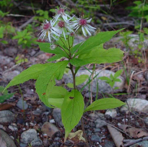 <p><em>Aster acuminatus</em></p>