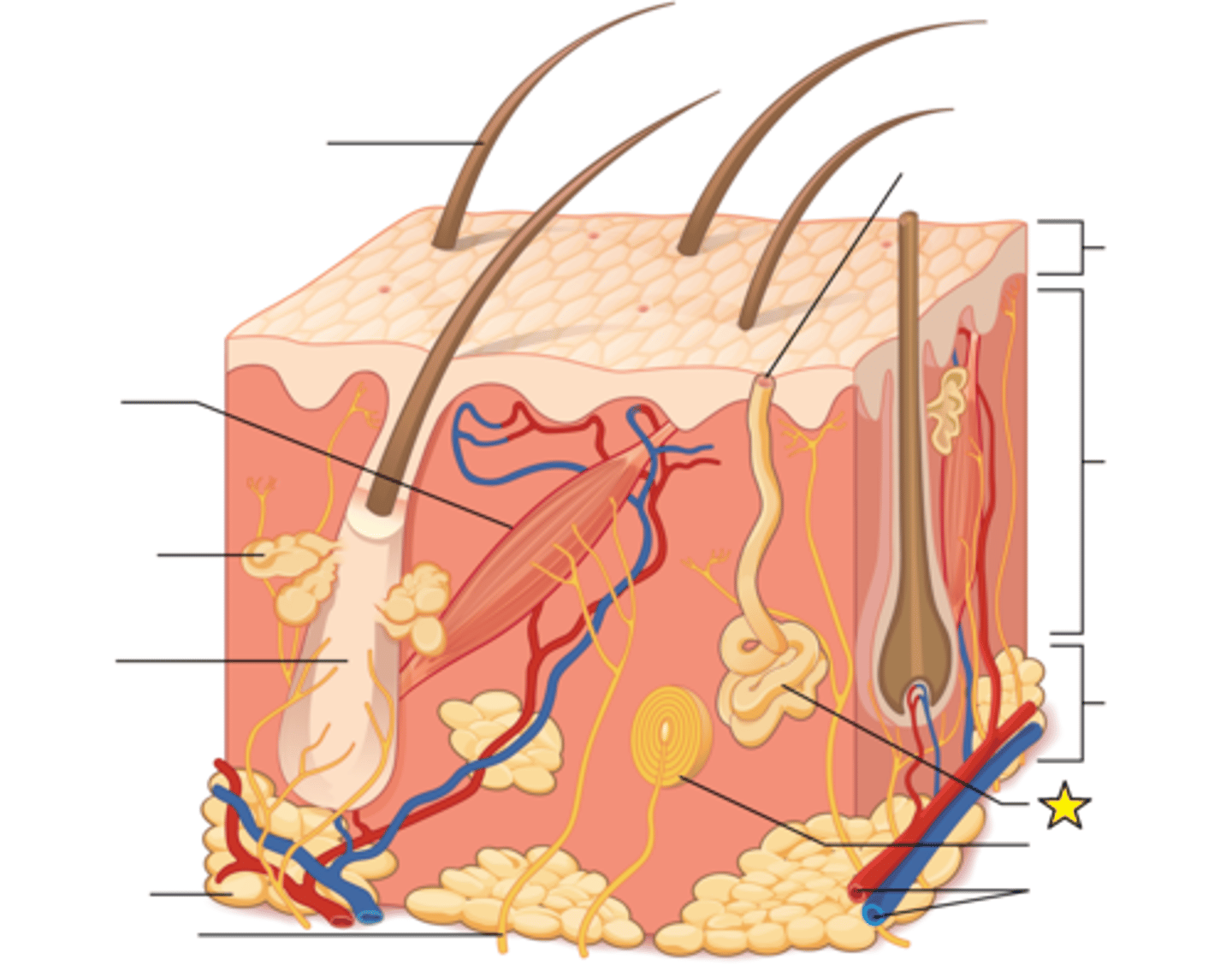<p>Open onto surface of skin; Active when body heats up; helps lower body temperature; Sweat (perspiration) is mostly water, but also excretes wastes</p>