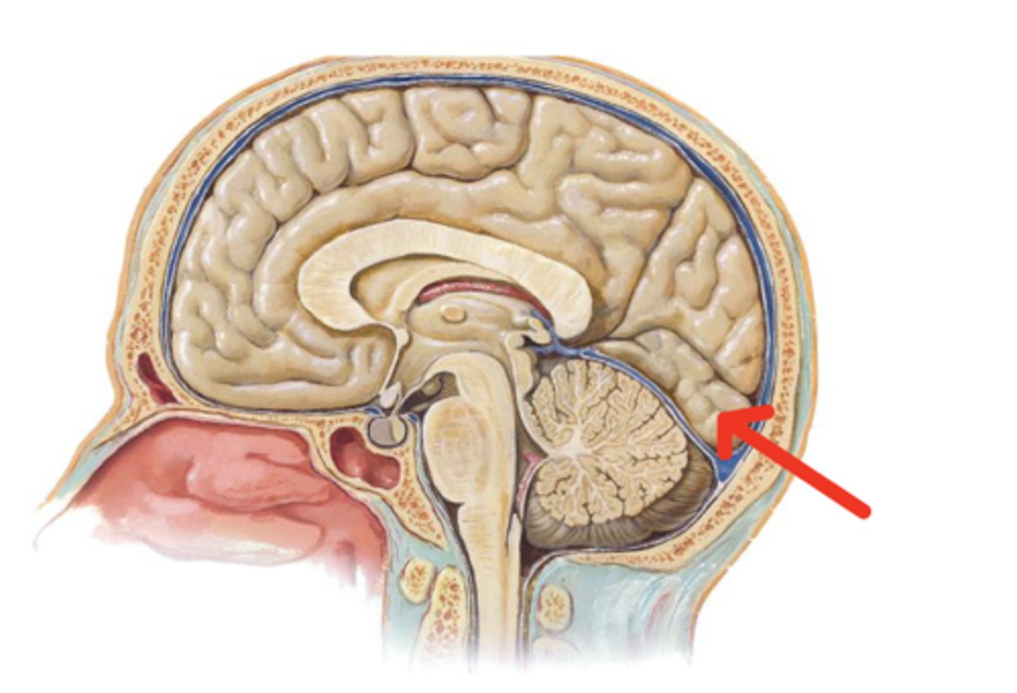 <p>What does the red arrow indicate?</p>