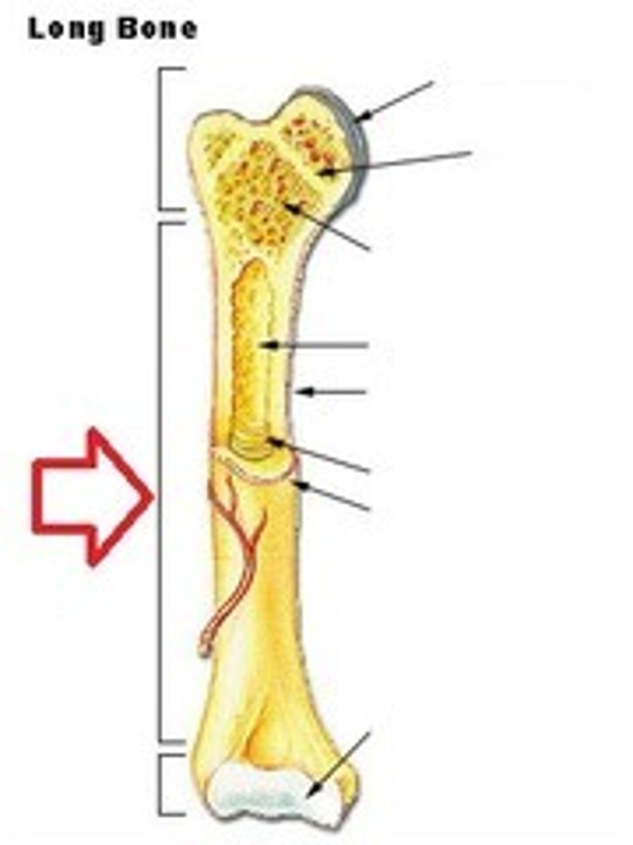 <p>DEFINITION</p><p>the narrow shaft of a long bone</p>