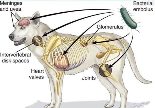 <p>Pathogenesis?</p>