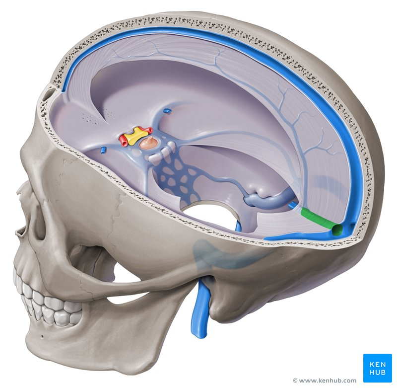 <p>Where do the inferior sagittal sinus and great cerebral vein of Galen join?  </p><img src="https://knowt-user-attachments.s3.amazonaws.com/17cccacf-5769-4719-ac70-b31061f4e74f.png" data-width="100%" data-align="center"><p></p>