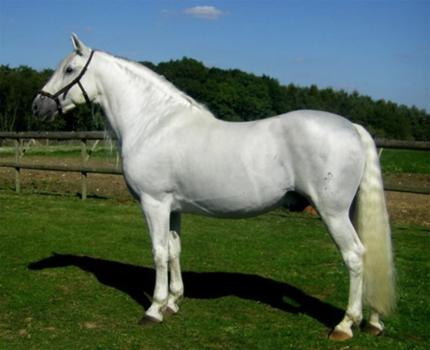 <p>Spanish horse that is white, gray, and sometimes bay, lots of hair on tail and mane, convex or flat nose, big chest.</p>