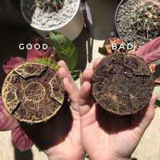 <ul><li><p>A plant disease caused by overwatering or poor drainage, leading to the decay of roots and often resulting in plant wilting and yellowing leaves. </p></li><li><p>Proper watering practices and soil management can prevent this issue. </p></li></ul><p></p>