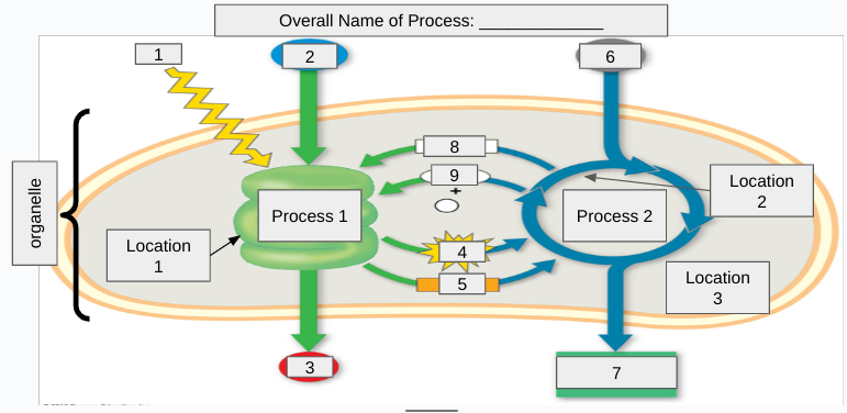<p>What is the name of #2?</p>