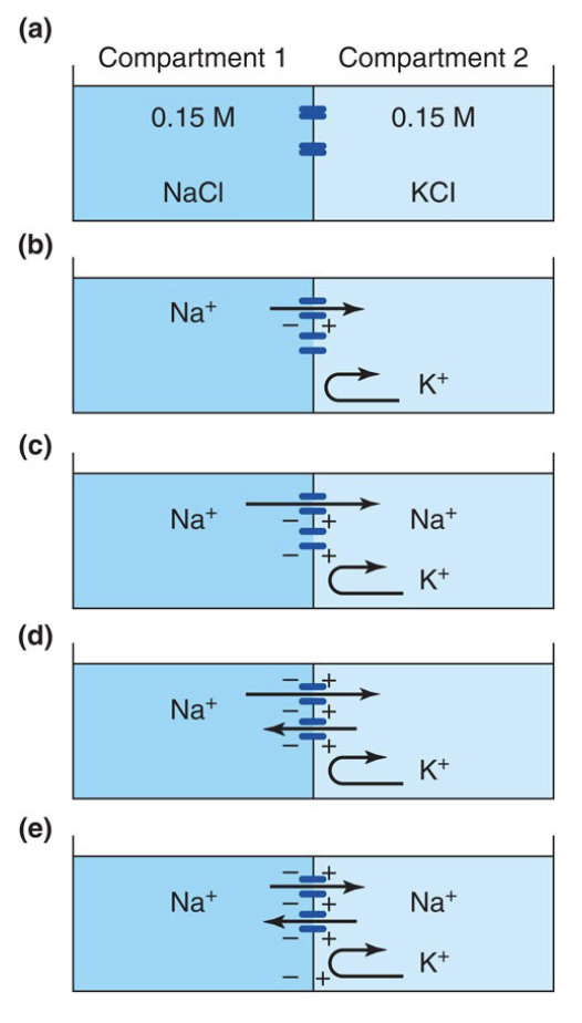 <p>a) No potential difference because (+) and (-) ions are equal and channels are closed.</p><p>b) If Na+ channels open, Na+ will diffuse from C1  C2</p><p>c) C2 will have an excess of (+) charges and C1, an excess of (-) charges.</p><p>d) Additional charge separation</p><p>e) The buildup of (+) charges in C2 and (-) charges in C1 produces an electrical potential that exactly offsets the [Na+] gradient.</p><p>• The membrane potential at which the Na+ flux due to the concentration difference becomes equal in magnitude but opposite in direction to the Na+ flux due to charge separation is called the Na+ equilibrium potential.</p><p></p><p>In this experimental setup...</p><p>• What happens if we increase [Na+] in C1? → increase equilibrium/ electrical potential needed</p><p>• What happens if we increase [K+] in C2? → no effect</p>
