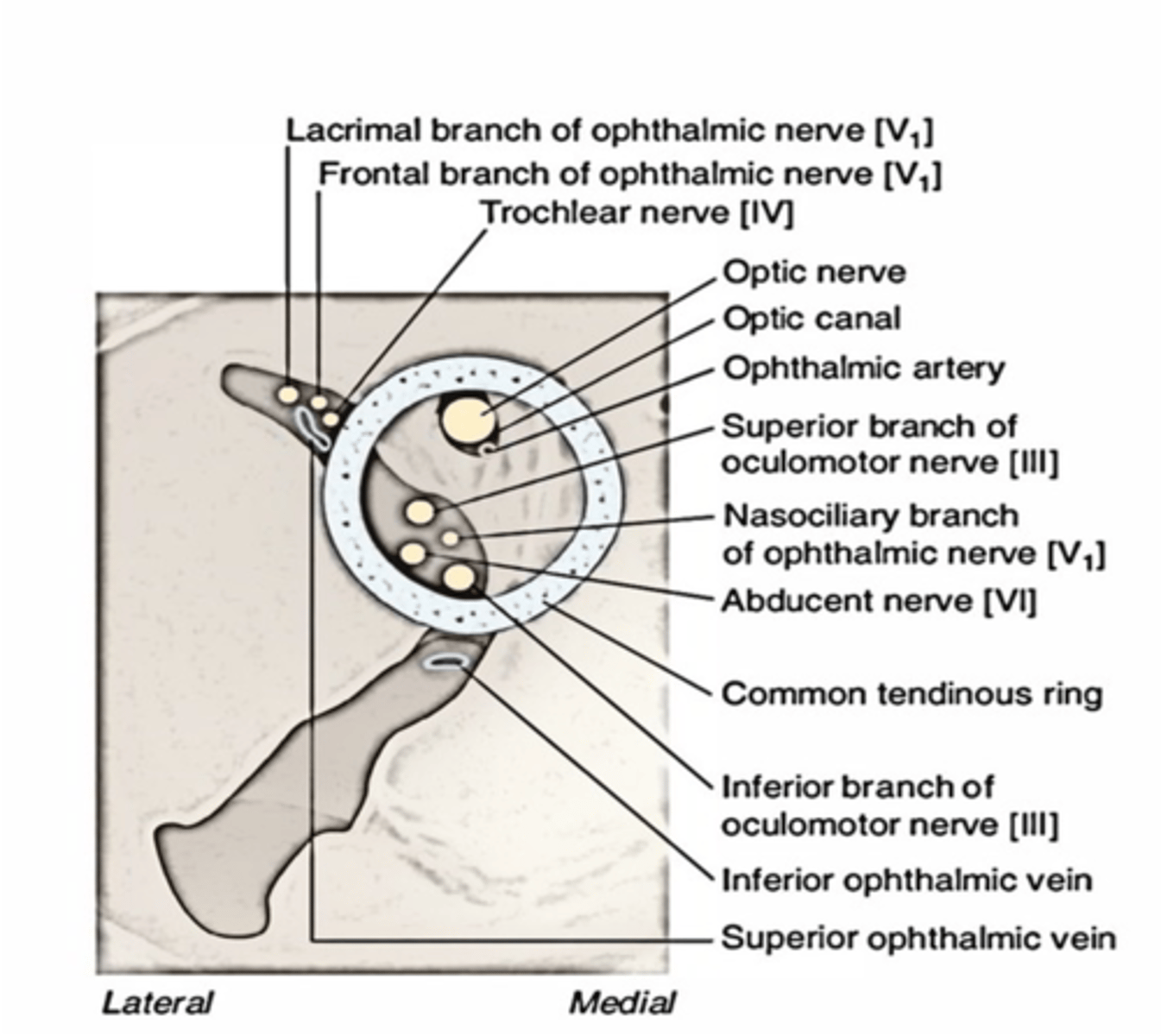 <p>CN III, Nasociliary nerve, CN VI</p>