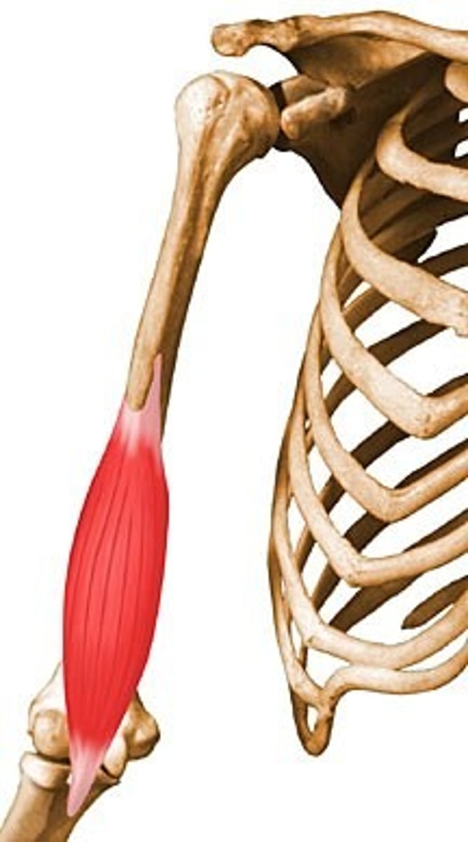 <p>origin: anterior surface of the humerus<br>insertion: ulnar tuberosity<br>action: flexion of elbow</p>