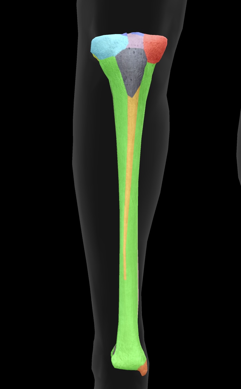 <p>The lateral surface of the tibia that articulates with the femur, crucial for stabilizing the knee joint. </p>
