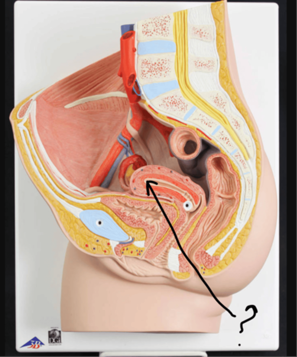 <p>name this region of the organ</p>