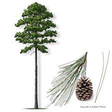 Blade: dark, shiny green in color, 7 - 11 inches long, and are found in bundles of two and three on the same branch. Needles are thick, stiff and not twisted 
Cone: 3 to 6 inches long, ovoid, borne on a stalk, caramel colored
Bark:  Red-brown and furrowed when young, becoming very platy