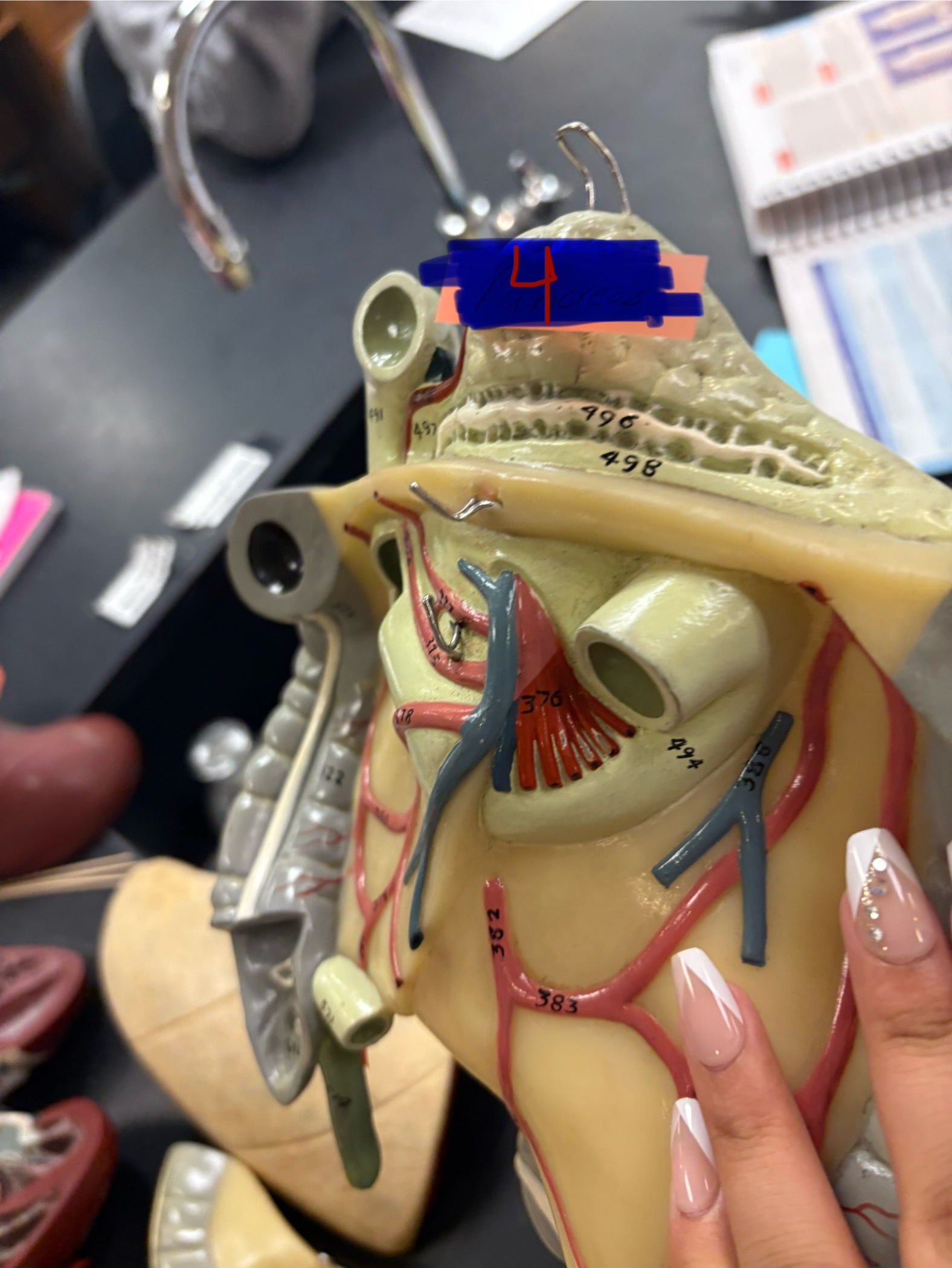 <p>What is the organ for number 4? And what organ system is it apart of?</p>
