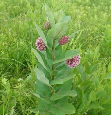 <p>Milkweed</p>