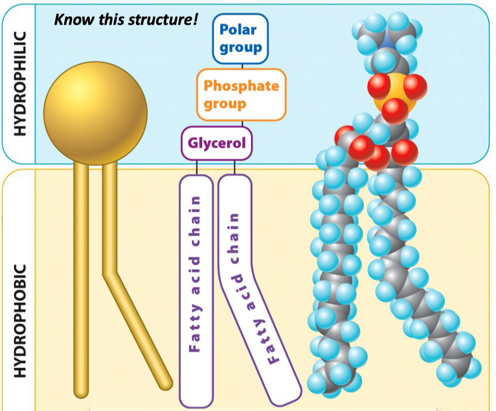 <p>Hydrophilic head</p><ol><li><p>Polar group</p></li><li><p>Phosphate group</p></li><li><p>Glycerol</p></li></ol><p>Hydrophobic tails</p><ol><li><p>2 fatty acid chains</p></li></ol>