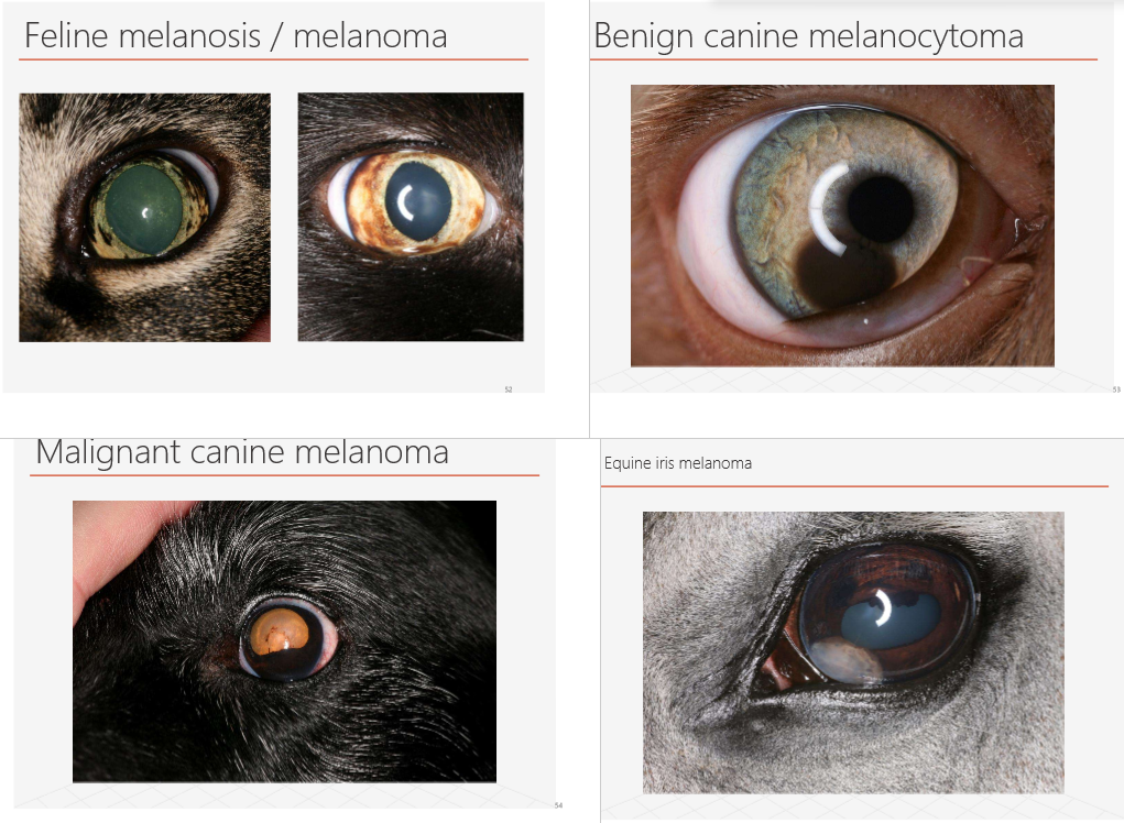 <p>if ur dying to know what they look like i guess (flip for one more)</p>