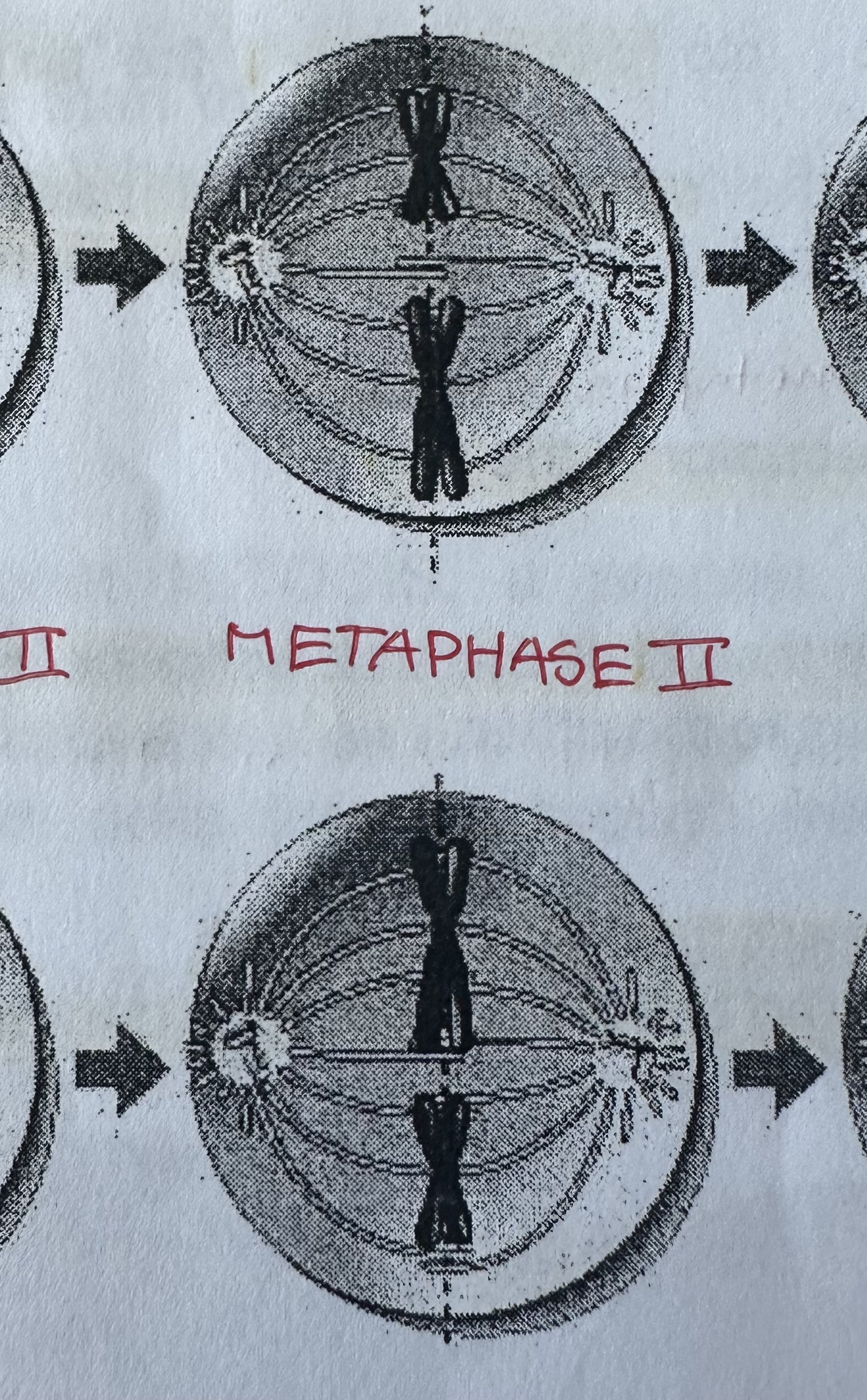 <p>Chromosomes line up along metaphase plate, attached at their centromeres to spindle fibers.</p>
