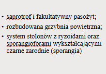 <p>Rhizopus sp</p><p>Gr.: MUCOROMYCOTA – grzyby sprzężniowe</p><p>     Podgr.: MUCOROMYCOTINA</p>