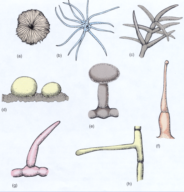 <ul><li><p>hair-like structures</p></li><li><p>deter herbivores</p></li></ul><p></p>