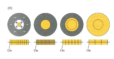 <ul><li><p>klein cirkelvormig gebied in center reageert op toename van belichting</p></li><li><p>omringende ring reageert op afname van belichting</p></li></ul><p>→ ganglioncel vuurt het snelst wanneer grootte van lichtvlek overeenkomt met grootte van exciterende ‘center’</p><p>→ ganglioncel vermindert vuursnelheid wanneer lichtvlek zijn remmende ‘surround’ begint te bereiken</p><ul><li><p>antagonistische interactie tussen ‘center’ &amp; ‘surround’</p><ul><li><p>= laterale inhibitie</p></li><li><p>deels gemedieerd door horizontale cellen</p></li></ul></li></ul><p></p>