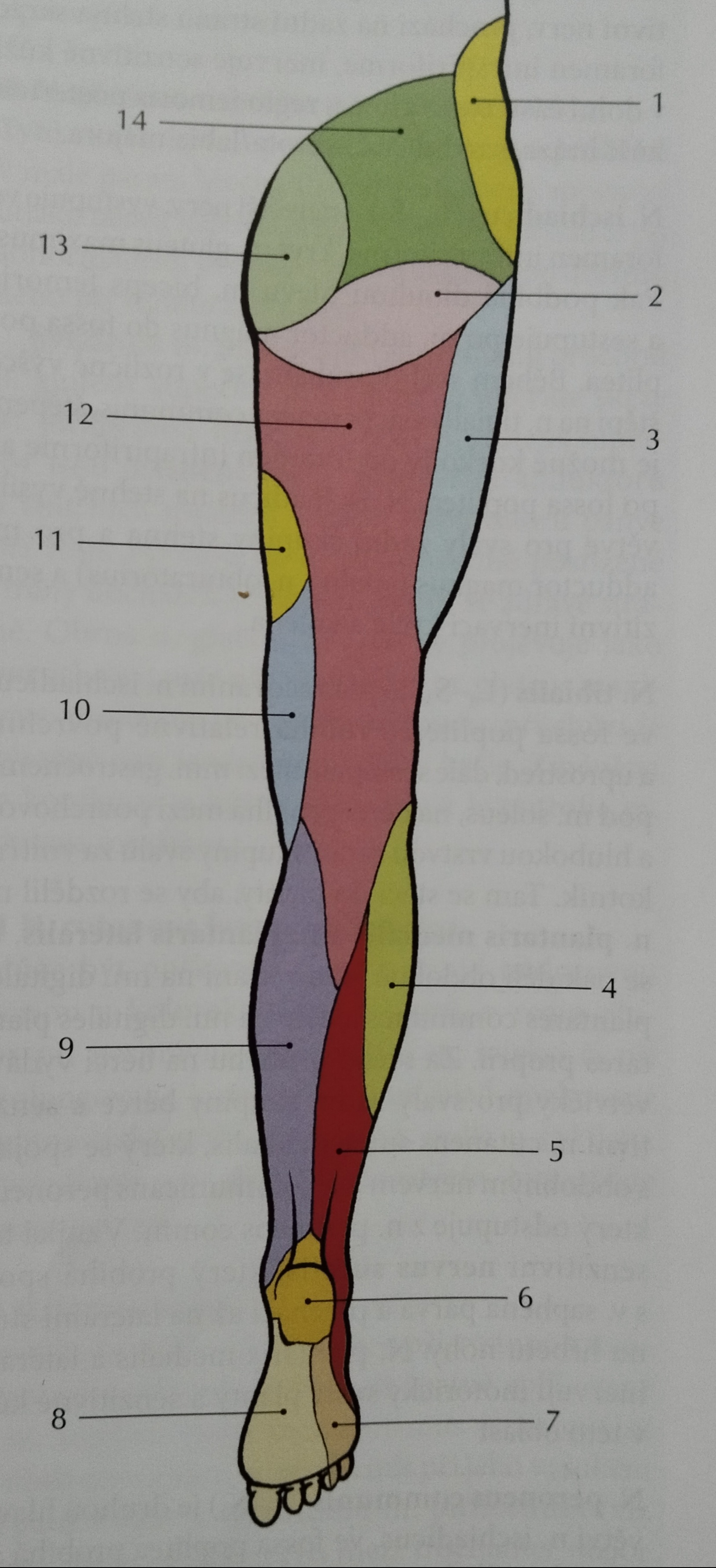 <p>12</p>